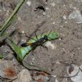 Ammophila sabulosa